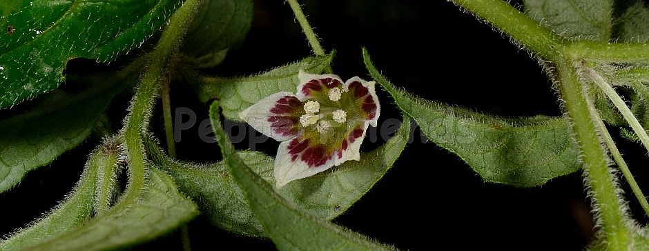 Capsicum villosum Sendtn.