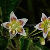 Capsicum villosum Sendtn.