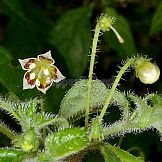 Capsicum villosum Sendtn.