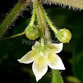 Capsicum villosum Sendtn.