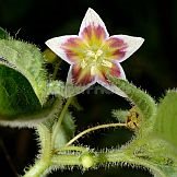 Capsicum villosum Sendtn.