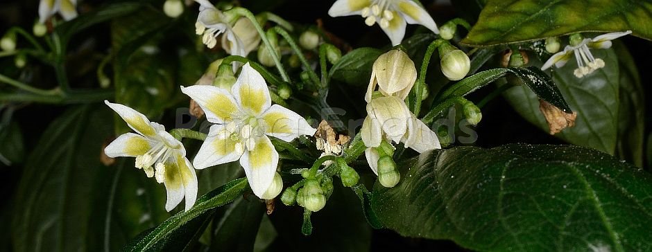 Capsicum schottianum Sendtn.