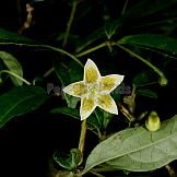 Capsicum schottianum Sendtn.