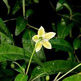 Capsicum schottianum Sendtn.