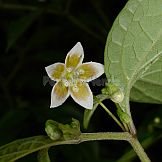 Capsicum schottianum Sendtn.