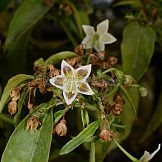 Capsicum schottianum Sendtn.