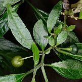 Capsicum schottianum Sendtn.