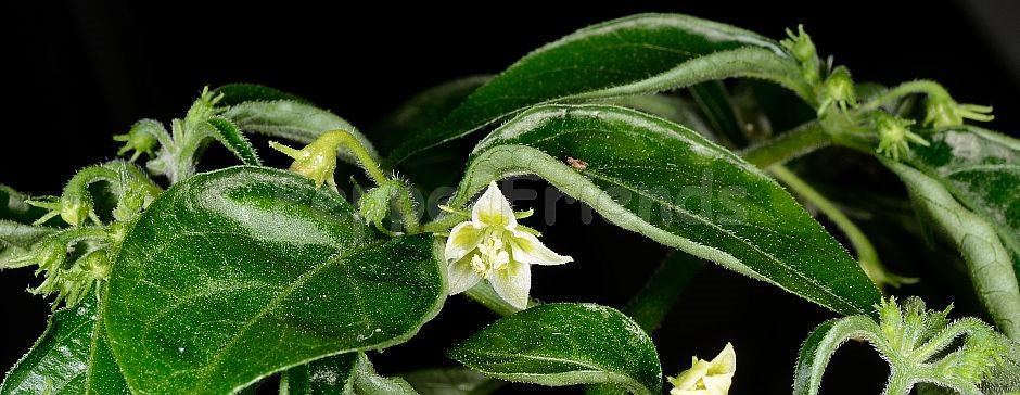 Capsicum cornutum (Hiern) Hunz.