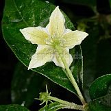 Capsicum cornutum (Hiern) Hunz.