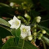 Capsicum cornutum (Hiern) Hunz.