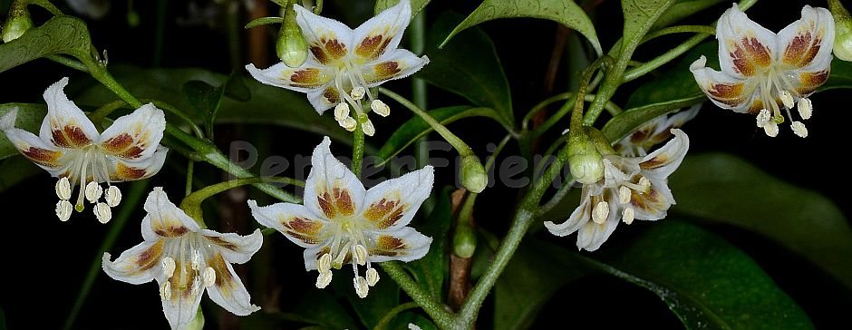 Capsicum pereirae Barboza & Bianchetti