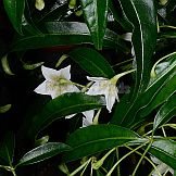 Capsicum pereirae Barboza & Bianchetti