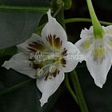 Capsicum pereirae Barboza & Bianchetti