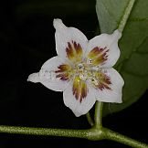 Capsicum pereirae Barboza & Bianchetti