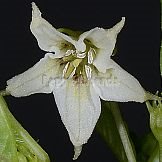 Capsicum hunzikerianum Barboza & Bianchetti