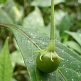 Capsicum hunzikerianum Barboza & Bianchetti