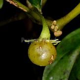 Capsicum hunzikerianum Barboza & Bianchetti