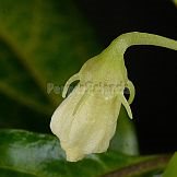 Capsicum hunzikerianum Barboza & Bianchetti