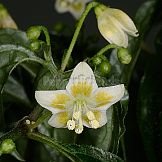 Capsicum recurvatum Witas.