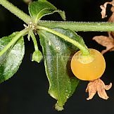 Capsicum recurvatum Witas.