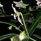 Capsicum sp.9 (LBB1569)