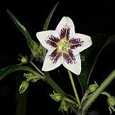 Capsicum sp.9 (LBB1569)