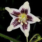 Capsicum sp.9 (LBB1569)