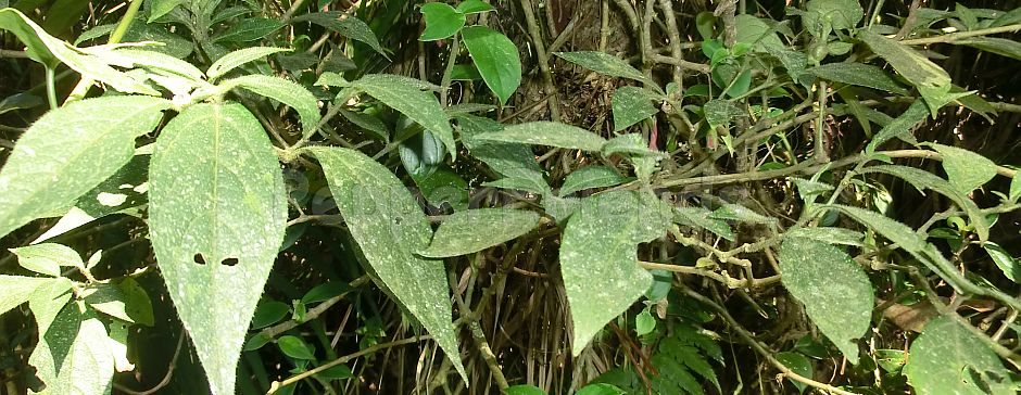 Capsicum dusenii Bitter