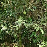 Capsicum dusenii Bitter