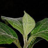 Capsicum dusenii Bitter