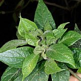 Capsicum dusenii Bitter