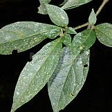 Capsicum dusenii Bitter