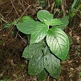 Capsicum dusenii Bitter