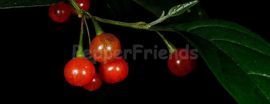 Capsicum flexuosum Sendtn.