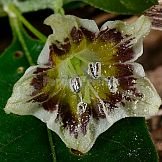 Capsicum flexuosum Sendtn.