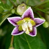 Capsicum caatingae Barboza & Agra