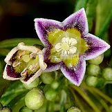 Capsicum caatingae Barboza & Agra