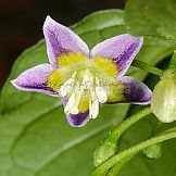 Capsicum caatingae Barboza & Agra