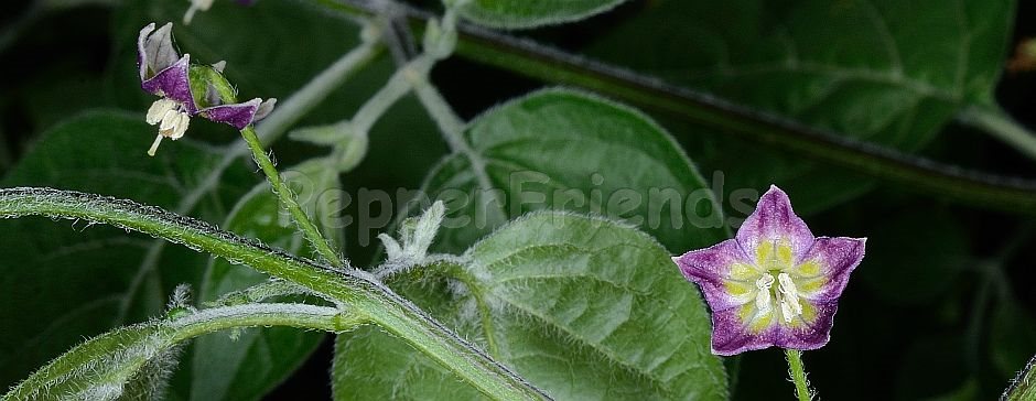 Capsicum praetermissum Heiser & Smith