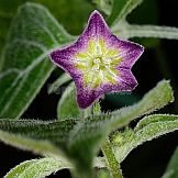 Capsicum praetermissum Heiser & Smith