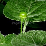 Capsicum praetermissum Heiser & Smith