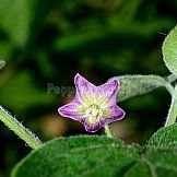 Capsicum praetermissum Heiser & Smith