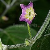 Capsicum praetermissum Heiser & Smith