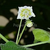 Capsicum baccatum L. var. baccatum