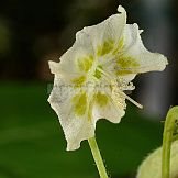 Capsicum baccatum L. var. baccatum