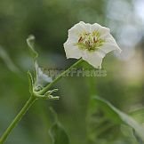 Capsicum baccatum L. var. baccatum