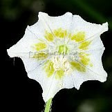 Capsicum baccatum L. var. baccatum