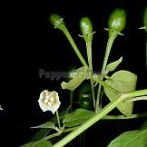 Capsicum baccatum L. var. baccatum