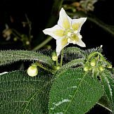 Capsicum villosum Sendtn. var. muticum Sendtn.