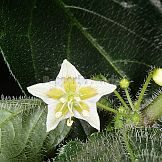 Capsicum villosum Sendtn. var. muticum Sendtn.